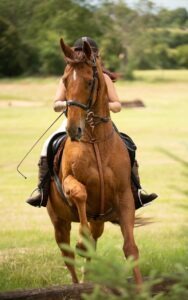 Photography for pets and other animals