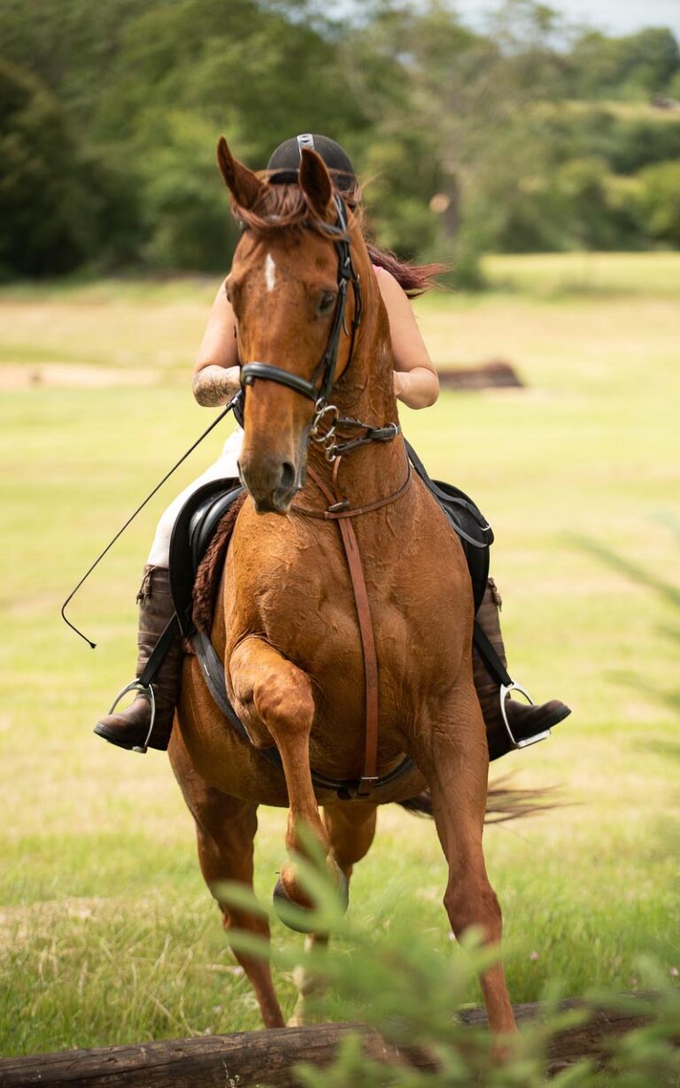 Photography for pets and other animals